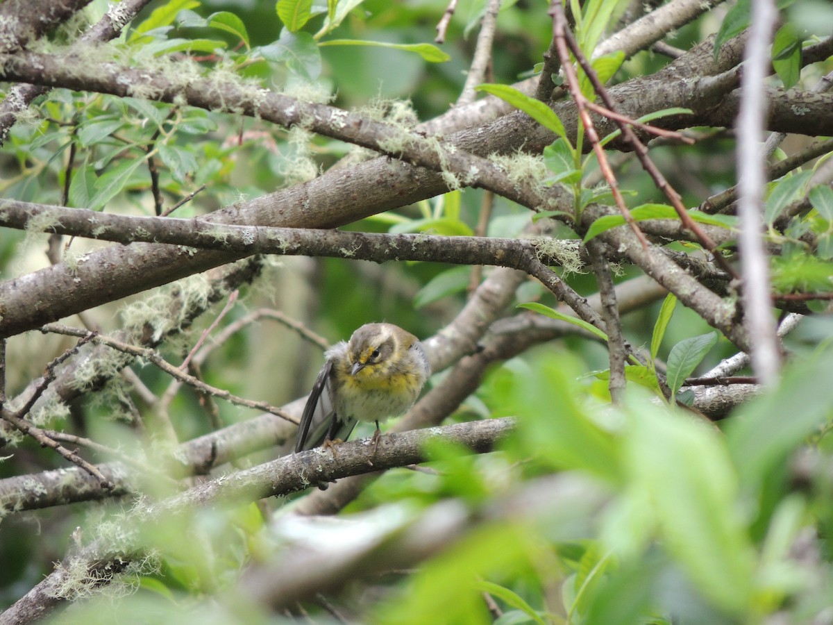 Northern Yellow Warbler - ML645218399