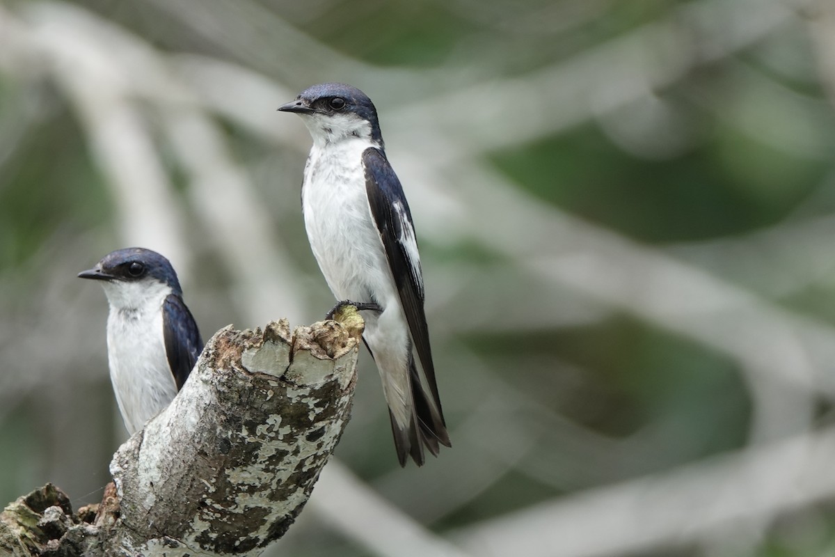 White-winged Swallow - ML645218410