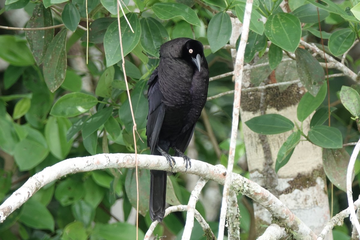 Giant Cowbird - ML645218419