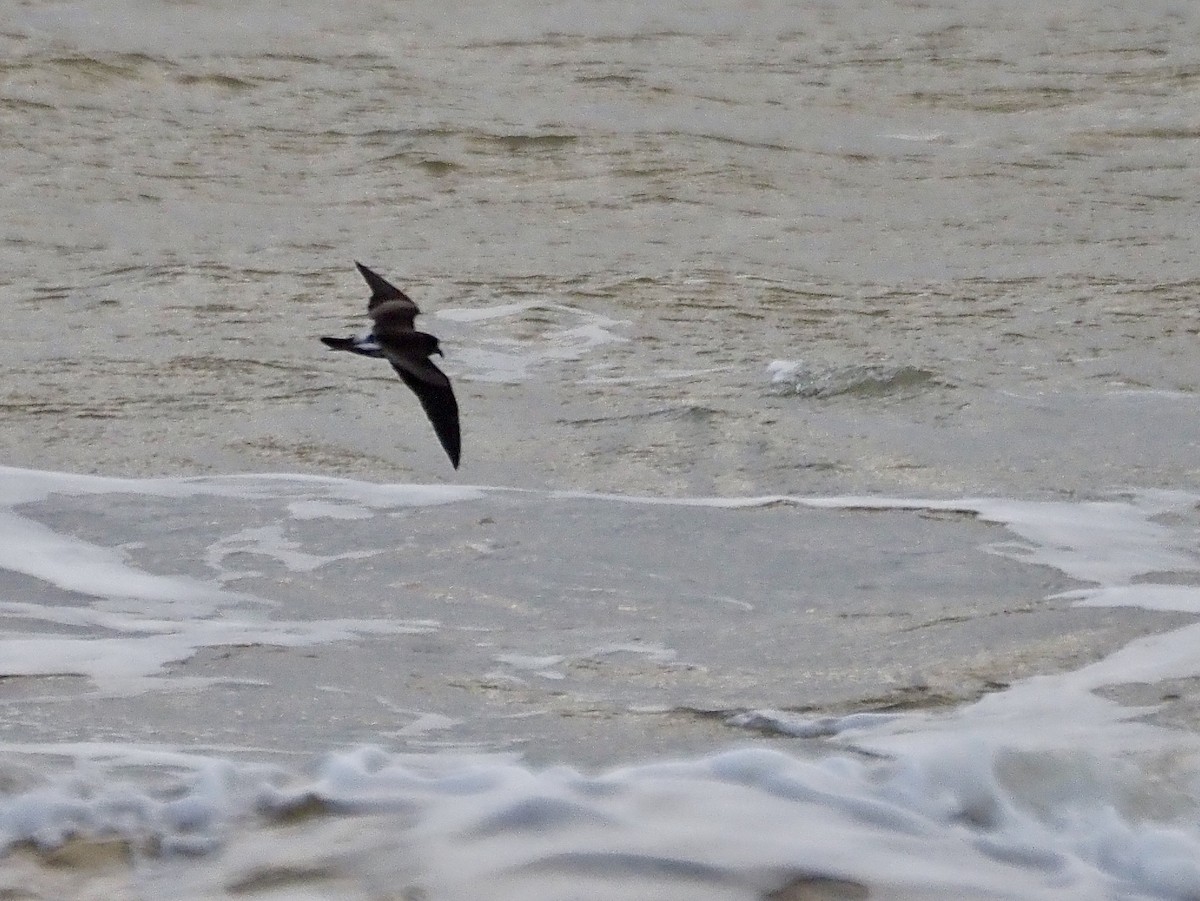 Wellenläufer - ML645218424