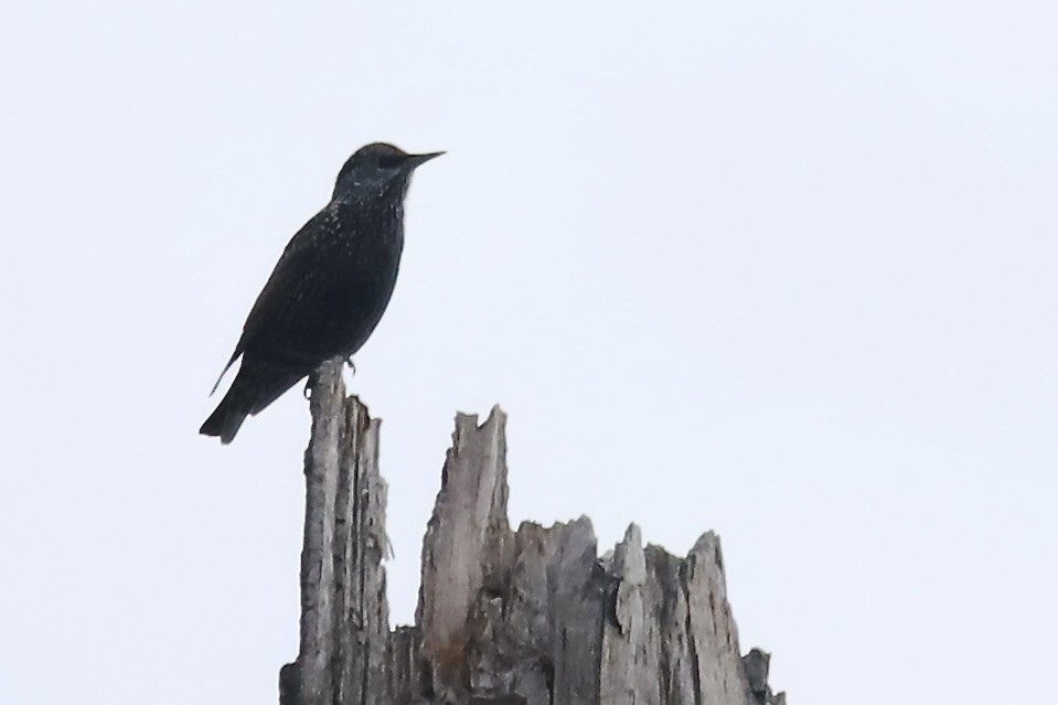 European Starling - ML645218431