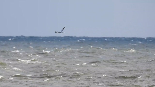 Northern Gannet - ML645218436