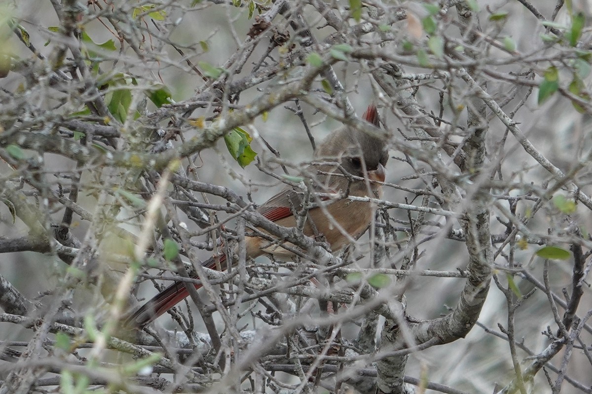 Pyrrhuloxia - ML645218438