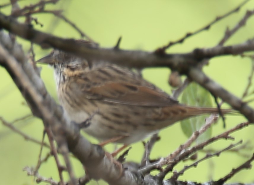 strnadec pruhohlavý - ML645218450