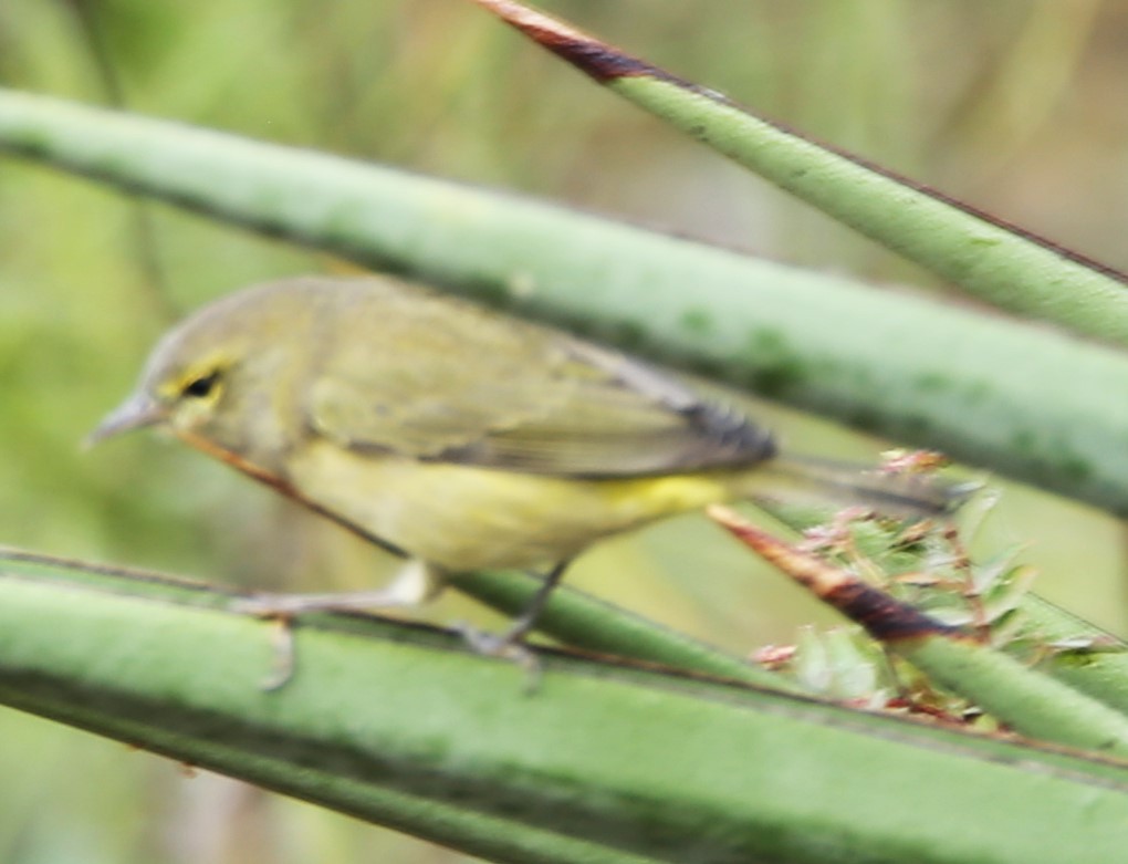 lesňáček hvězdičkový - ML645218467