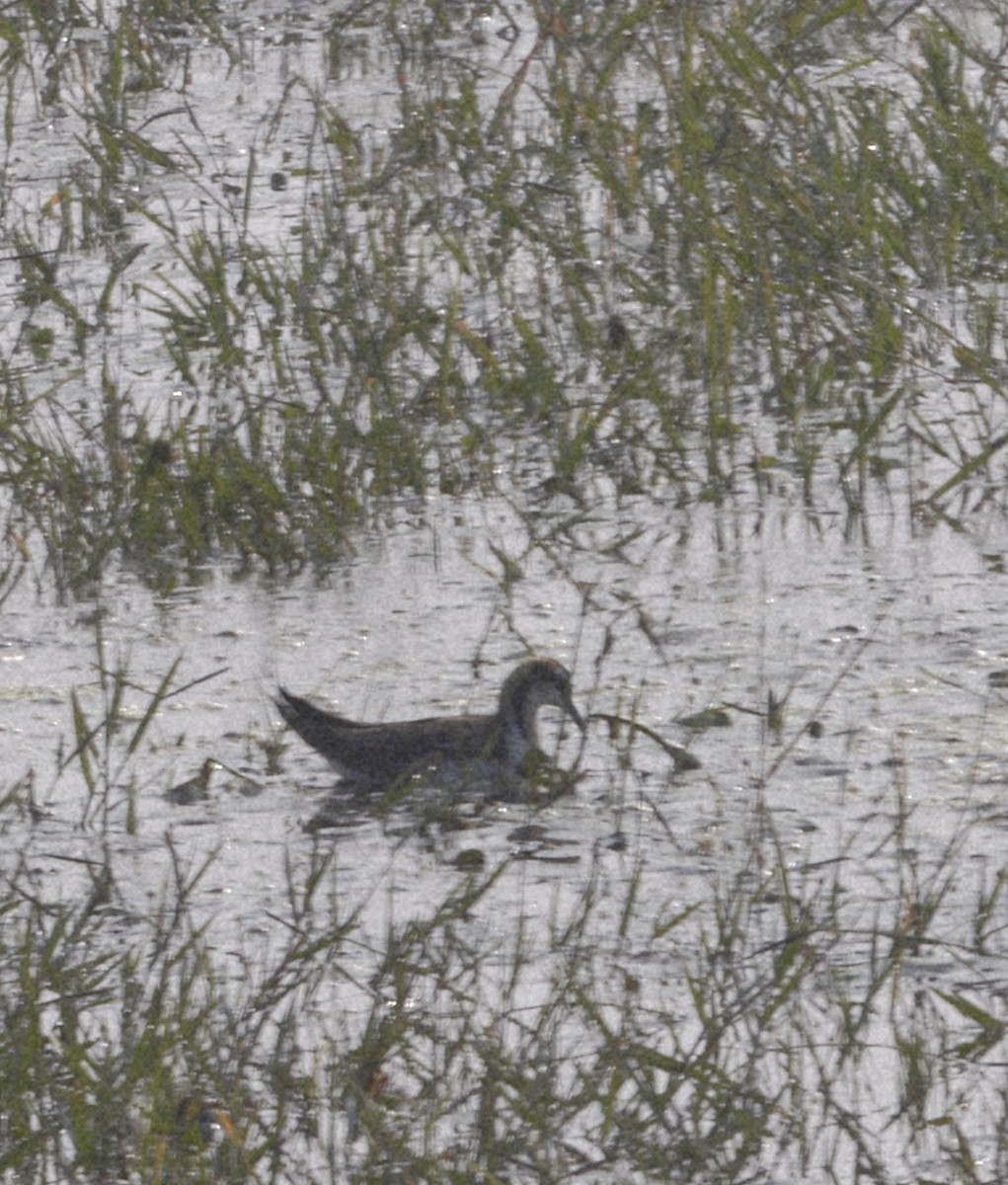 Pheasant-tailed Jacana - ML645218473