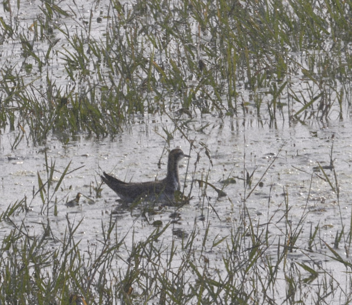 Pheasant-tailed Jacana - ML645218474
