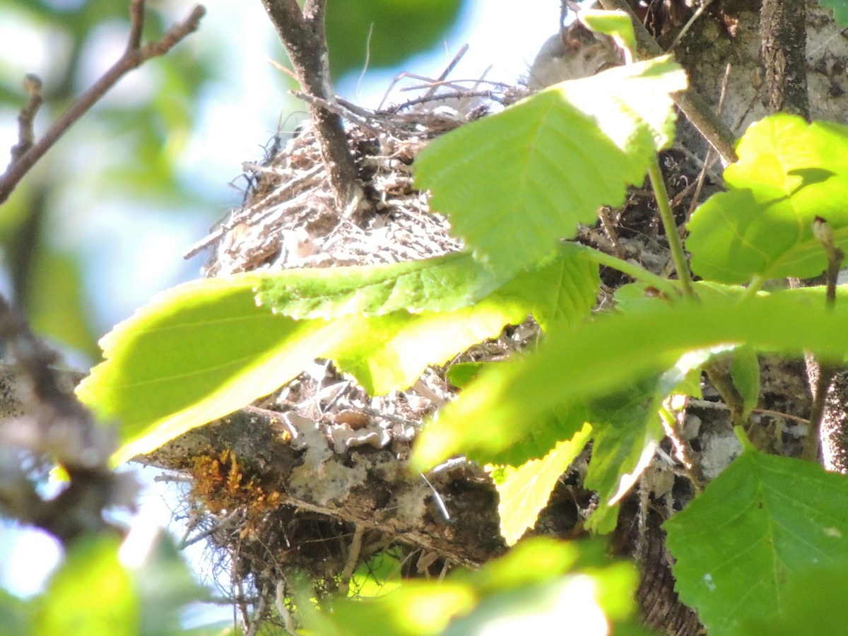 Yellow-rumped Warbler - ML645218482