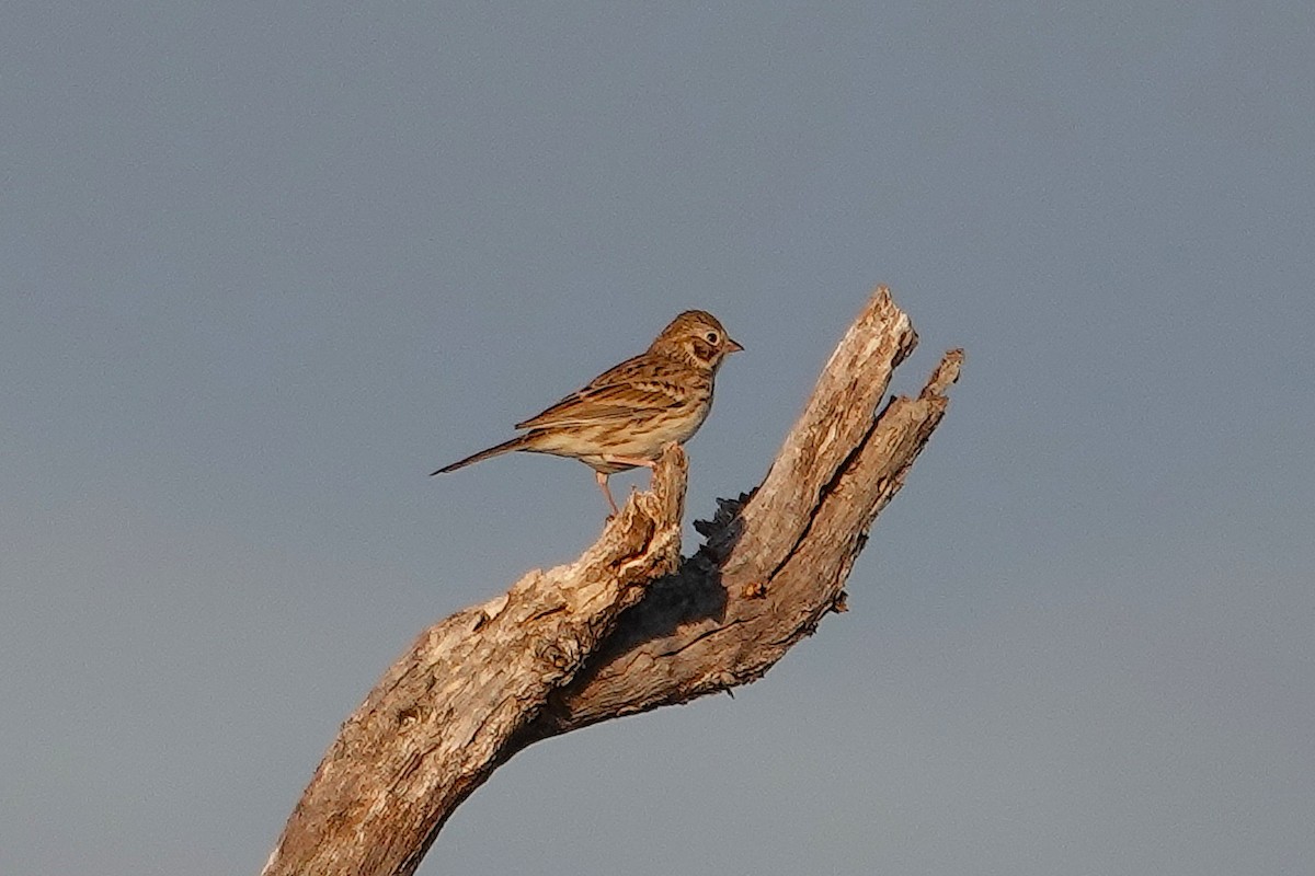 Vesper Sparrow - ML645218488