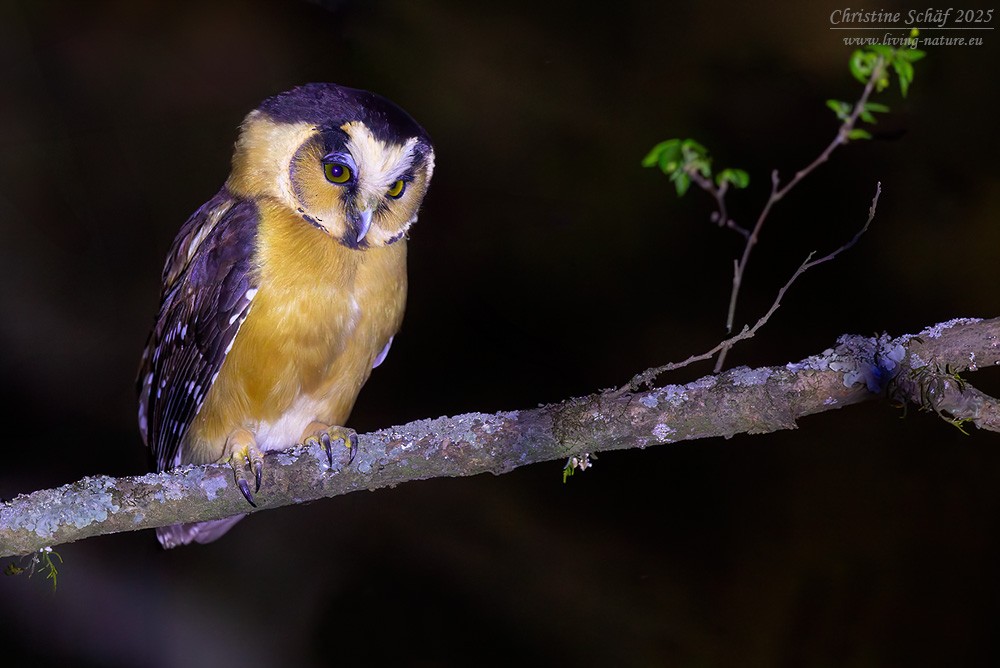 svartbrynugle - ML645218501