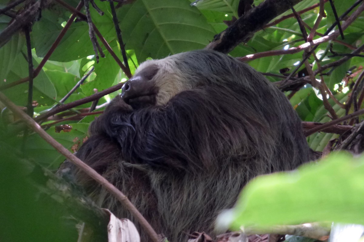 Hoffmann's Two-toed Sloth - ML645218503