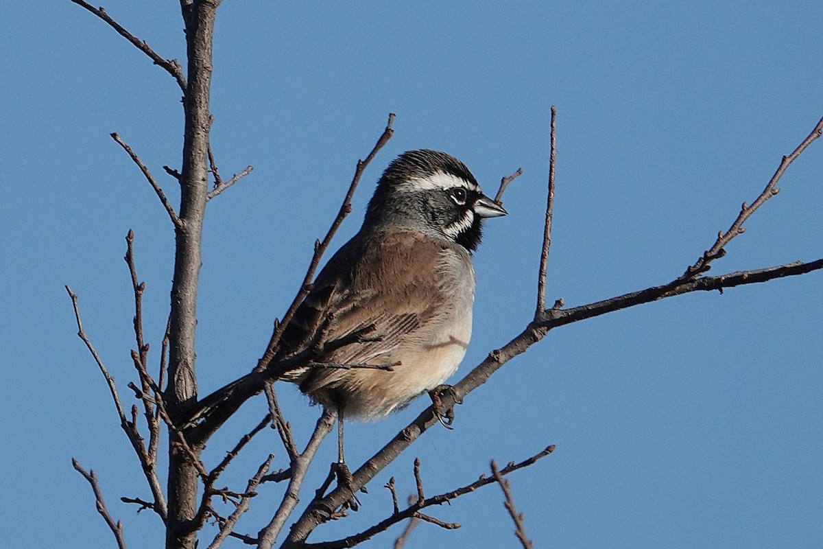 Black-throated Sparrow - ML645218515