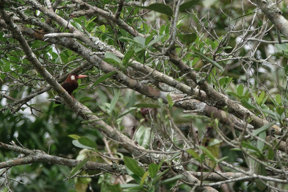 White-eared Jacamar - ML645218520
