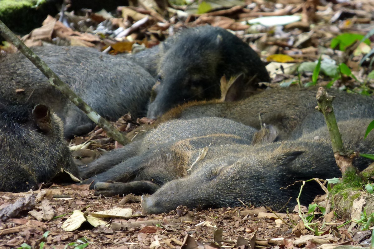 Collared Peccary - ML645218525