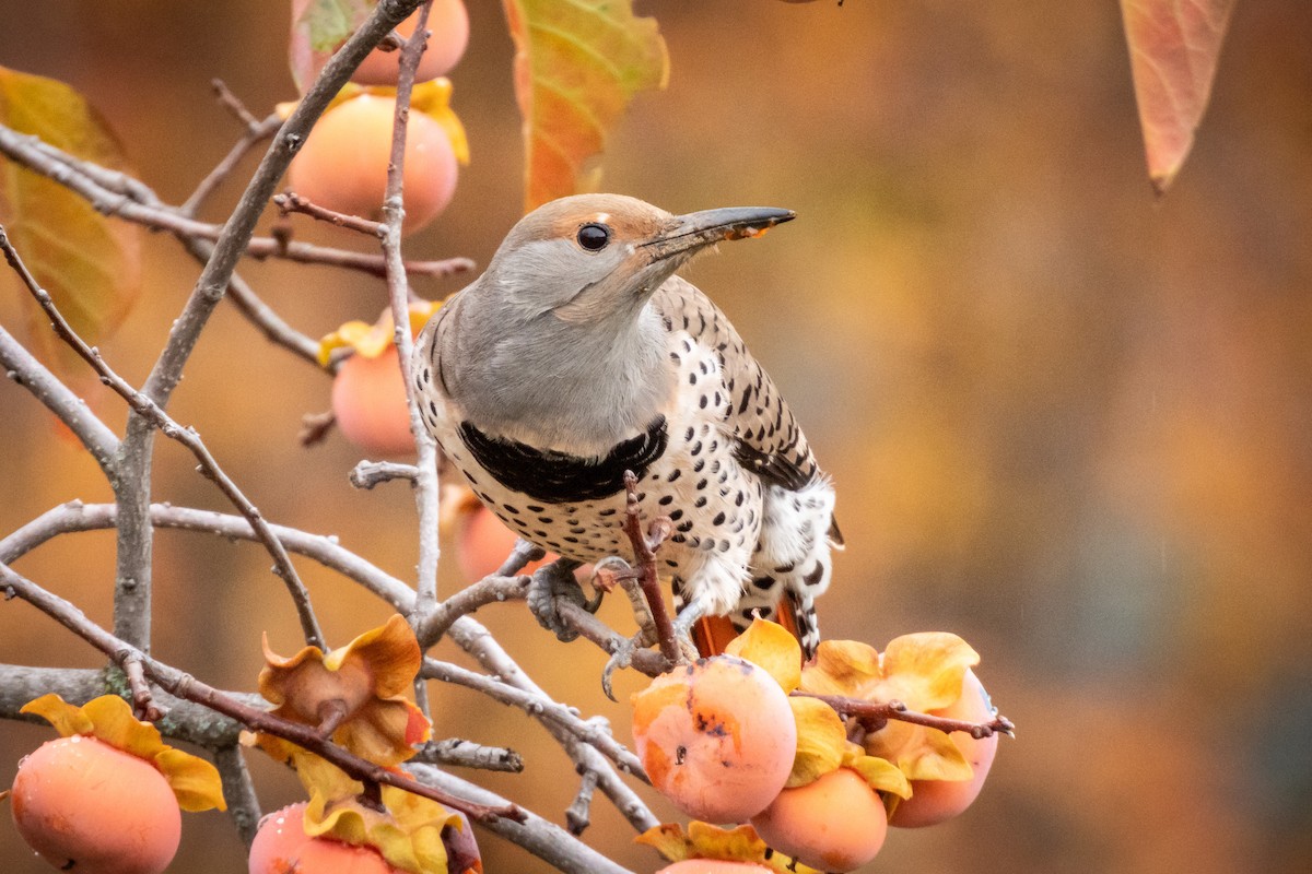 Northern Flicker (Red-shafted) - ML645218526