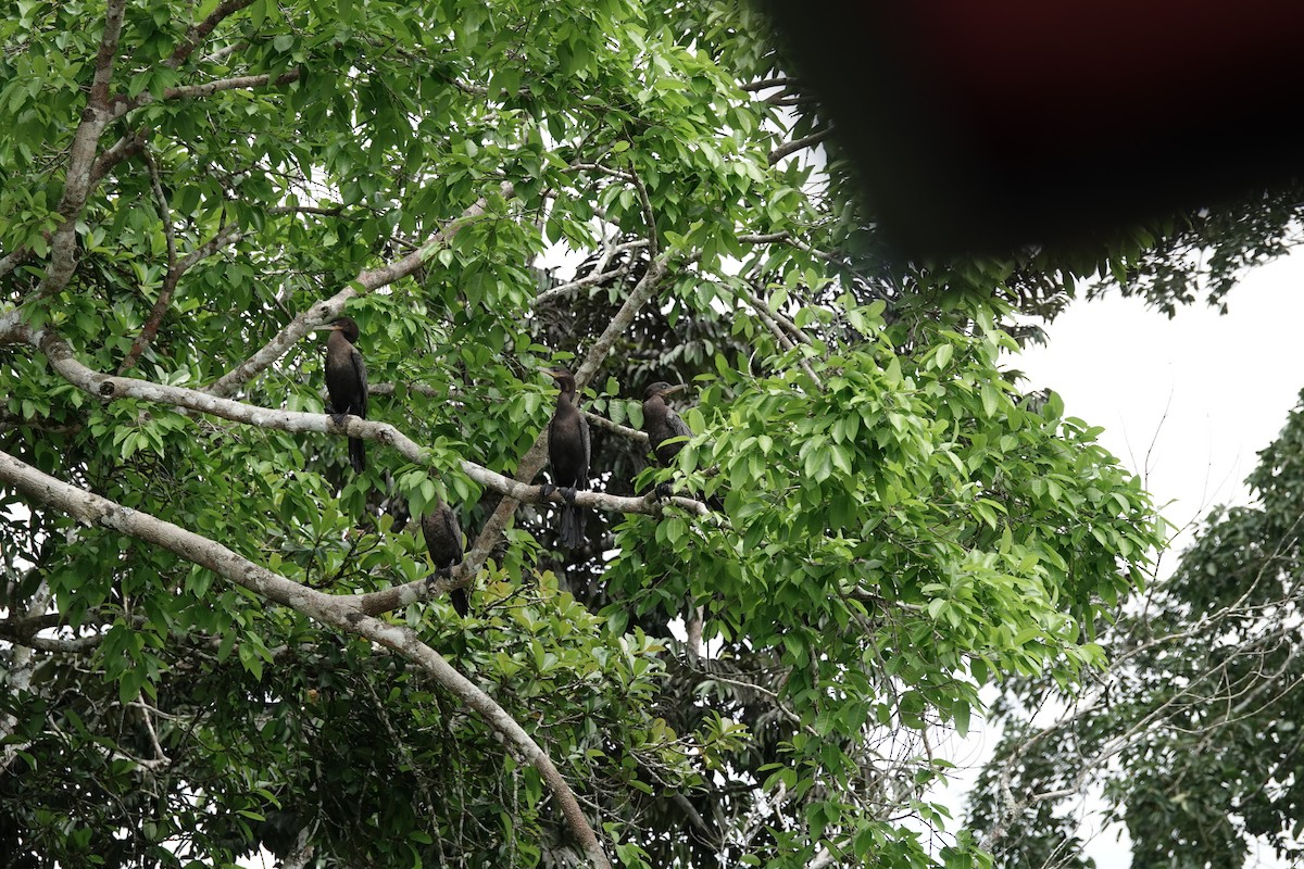 Neotropic Cormorant - ML645218529