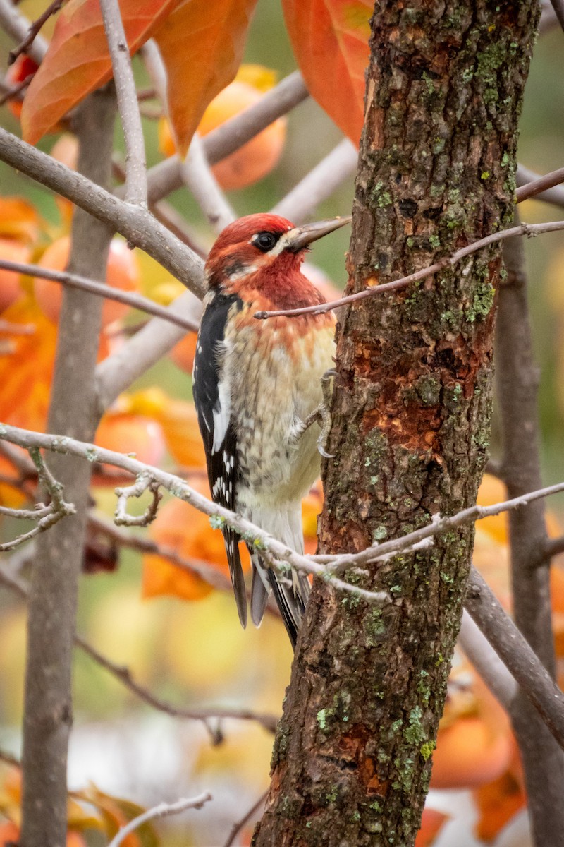 Red-breasted Sapsucker - ML645218531