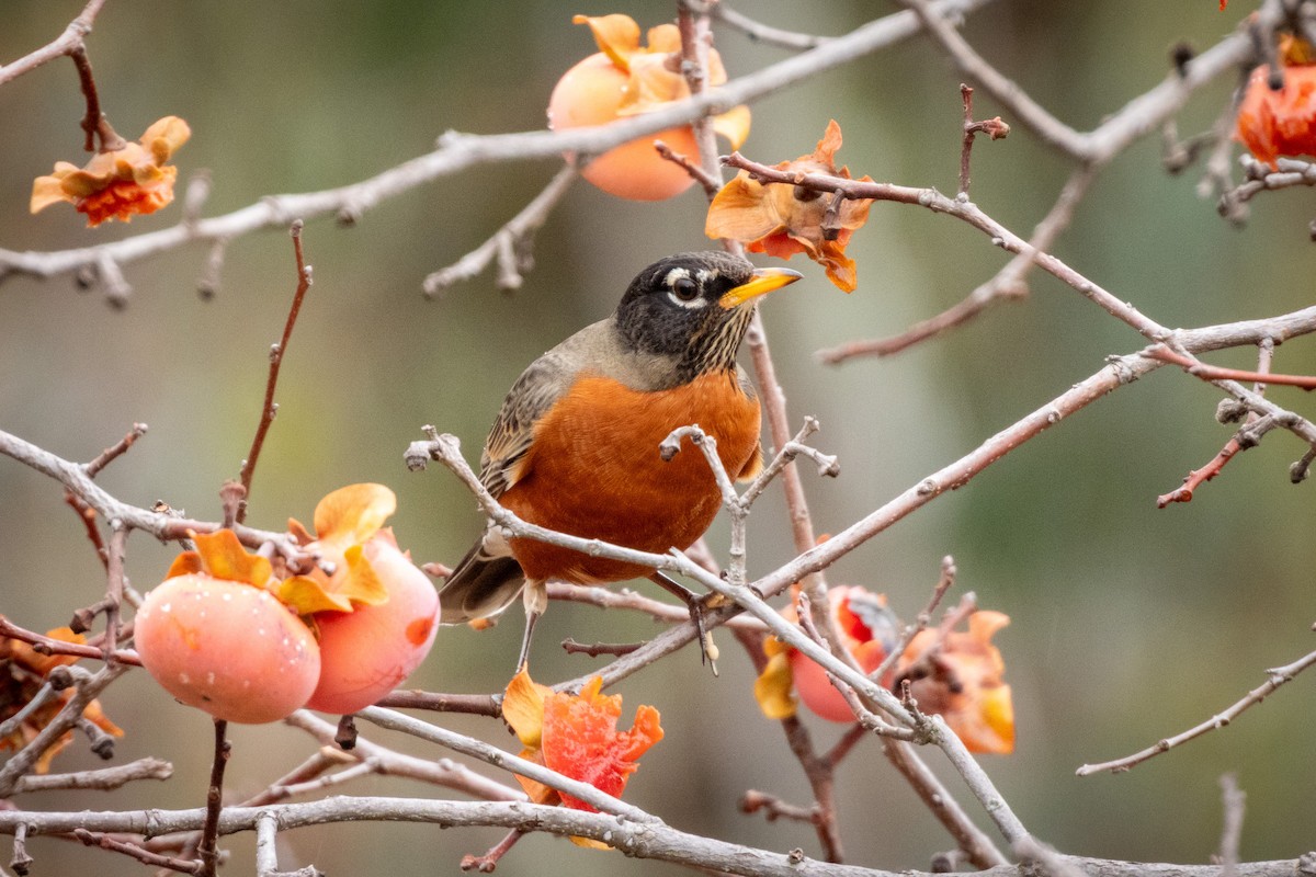 American Robin - ML645218536