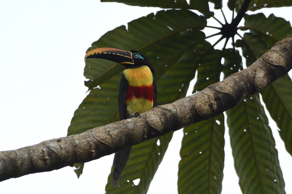 arassari hnědouchý - ML645218545