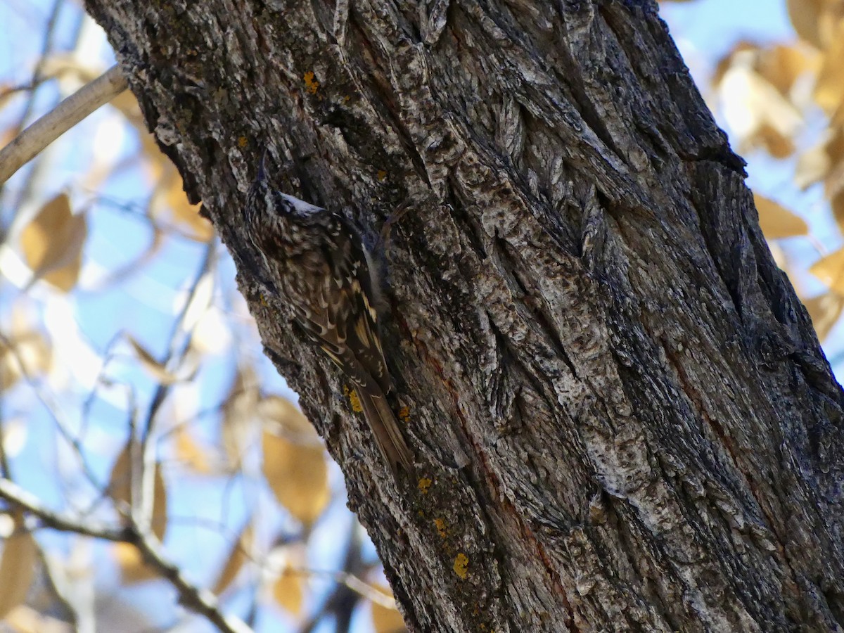Brown Creeper - ML645218546