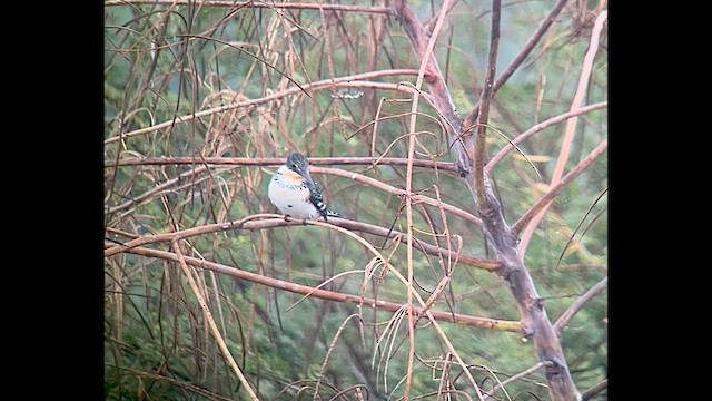 Green Kingfisher - ML645218551