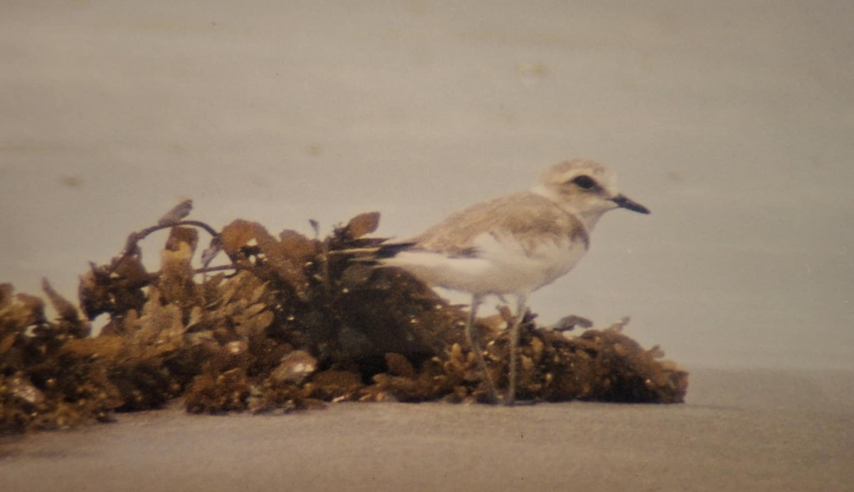Kentish Plover - ML645218556