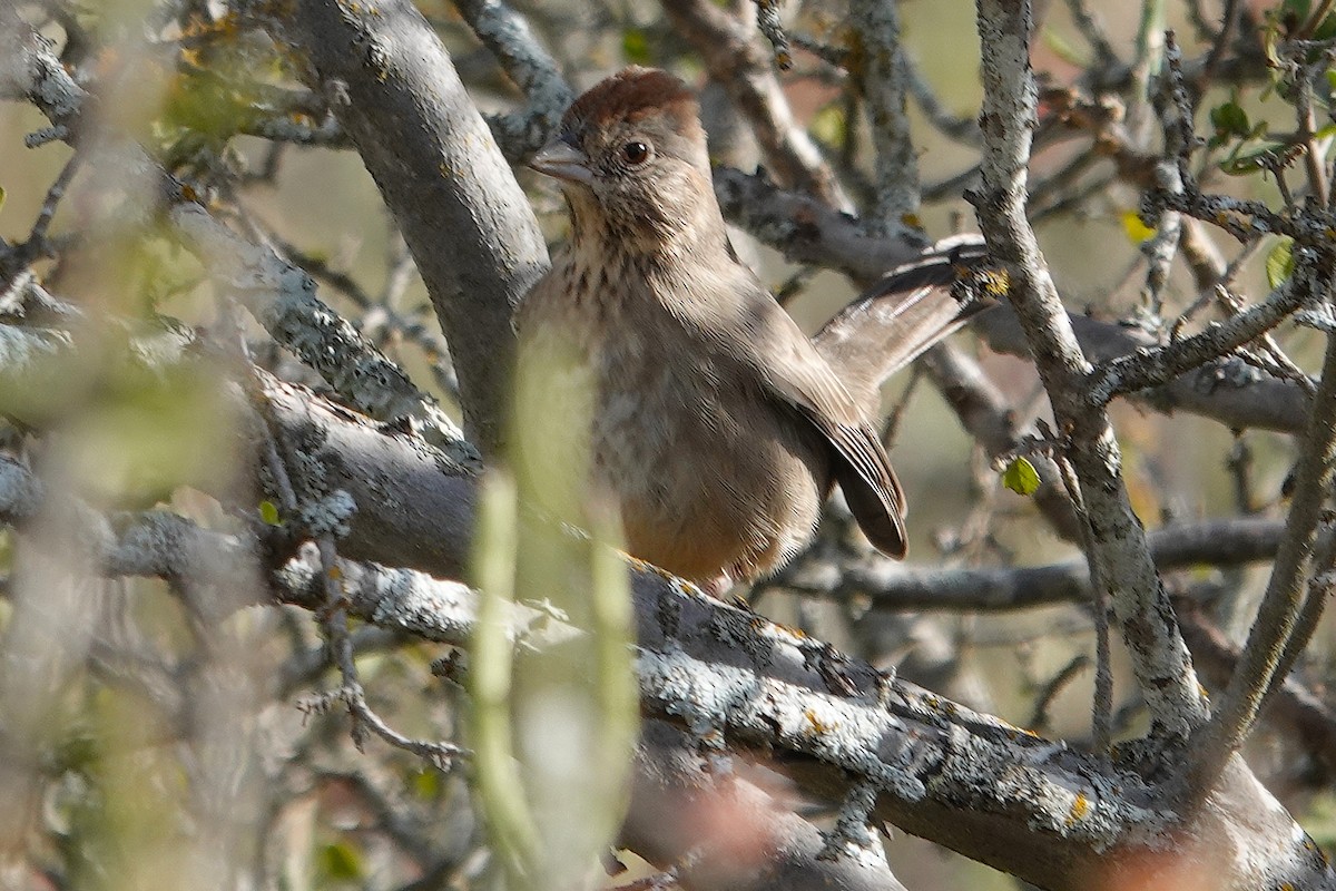 Canyon Towhee - ML645218575