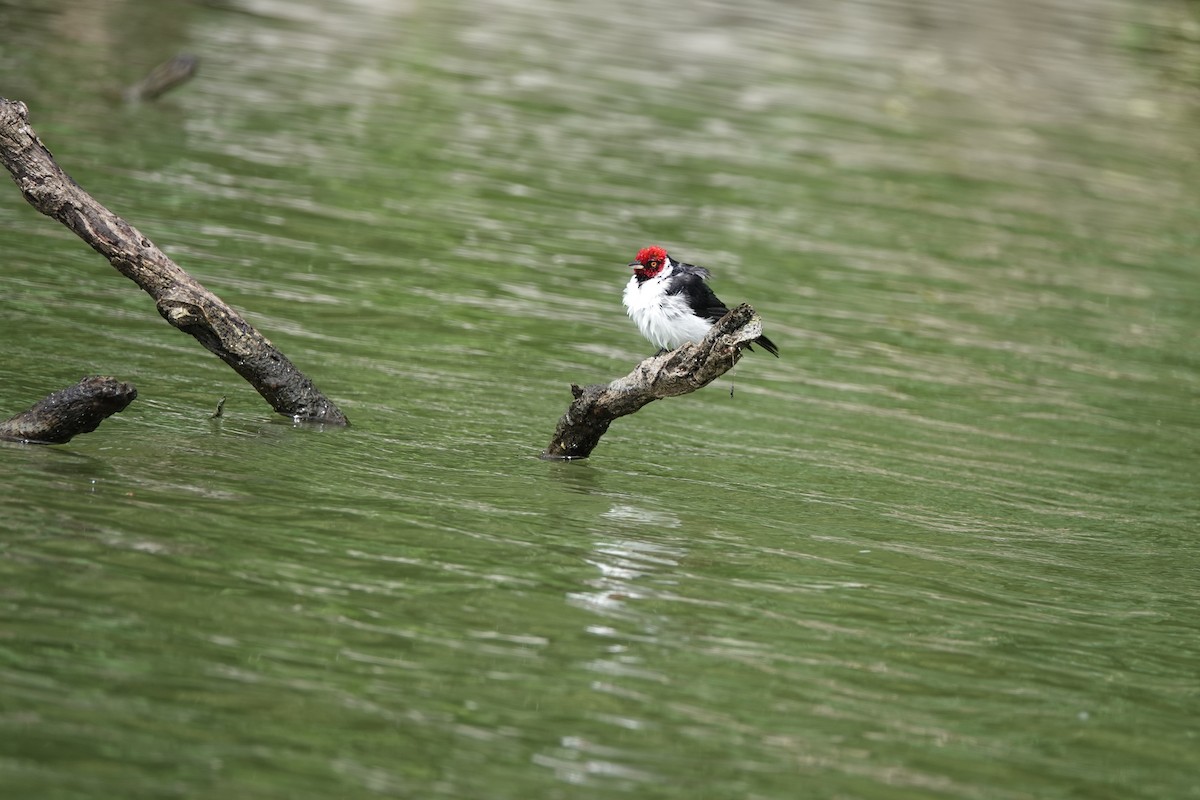 Red-capped Cardinal - ML645218578