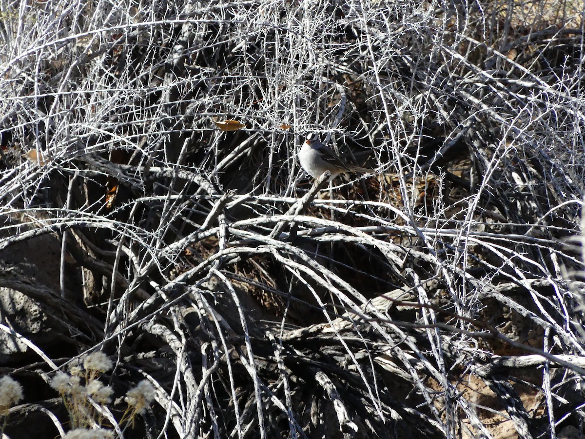 White-crowned Sparrow - ML645218580