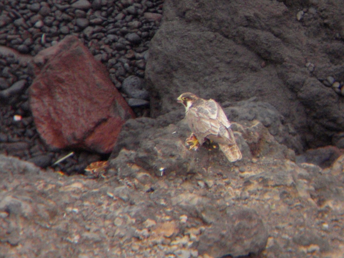 Peregrine Falcon (Barbary) - ML645218589