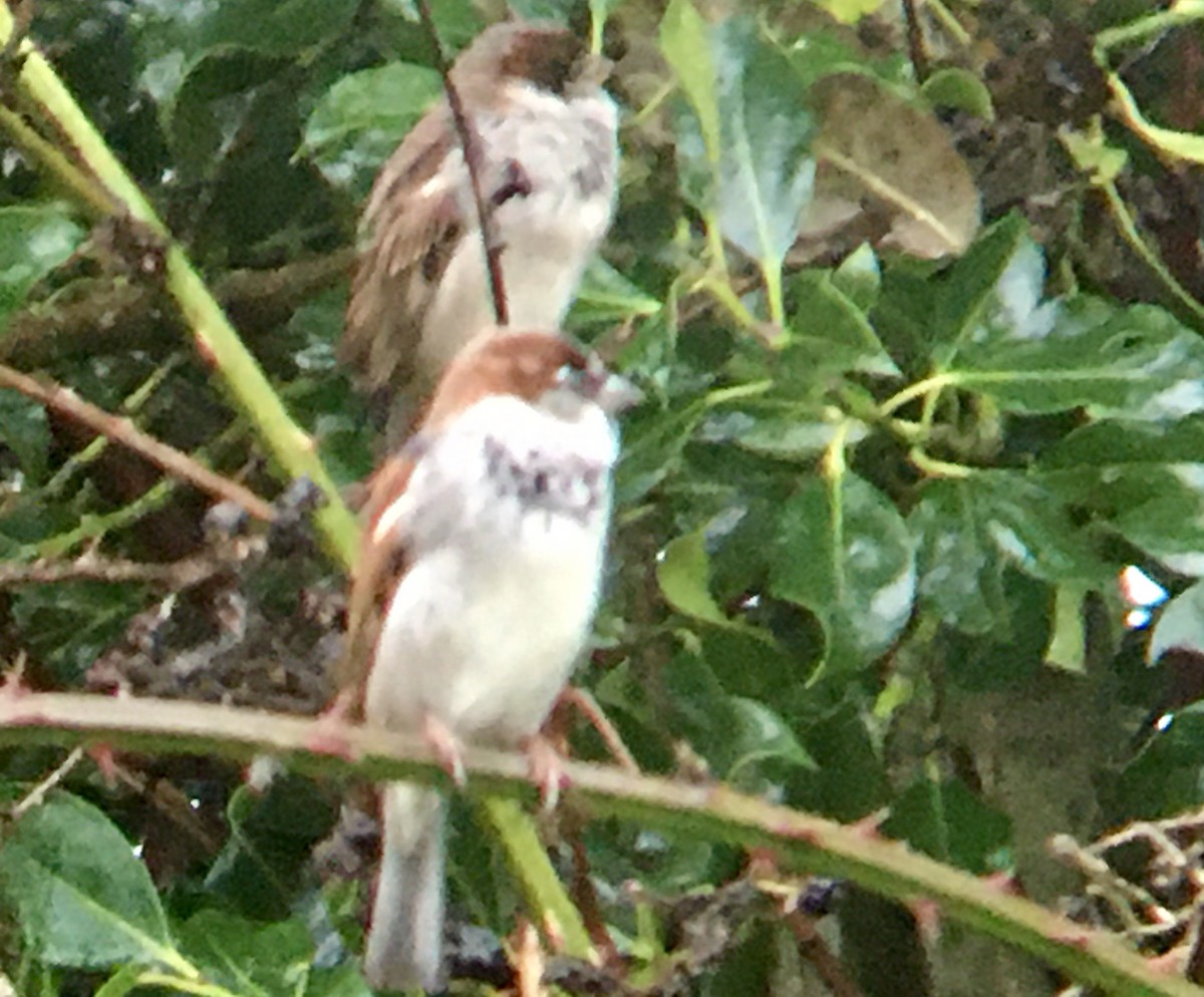 House Sparrow - ML645218592