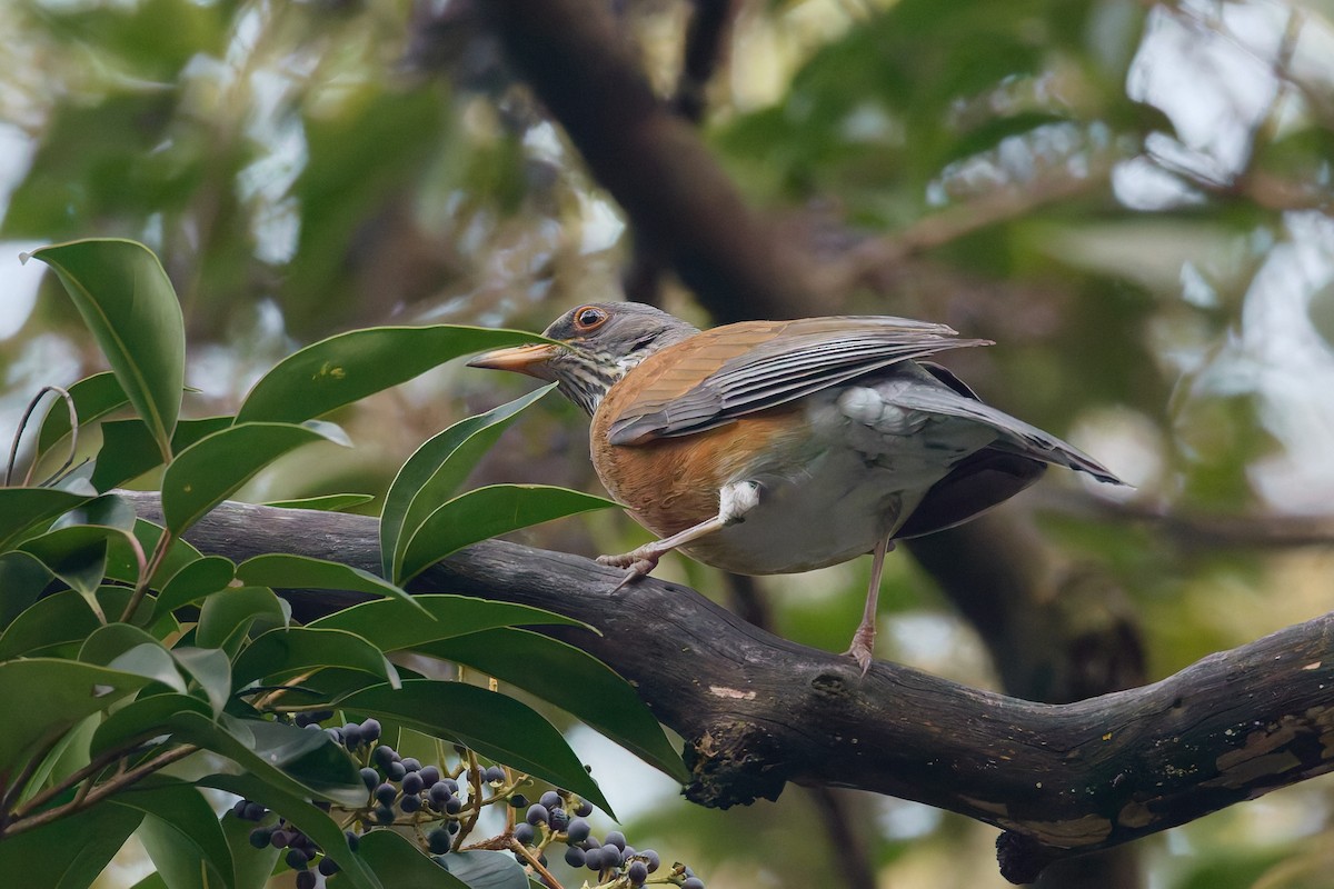 Meksika Ardıcı - ML645218594