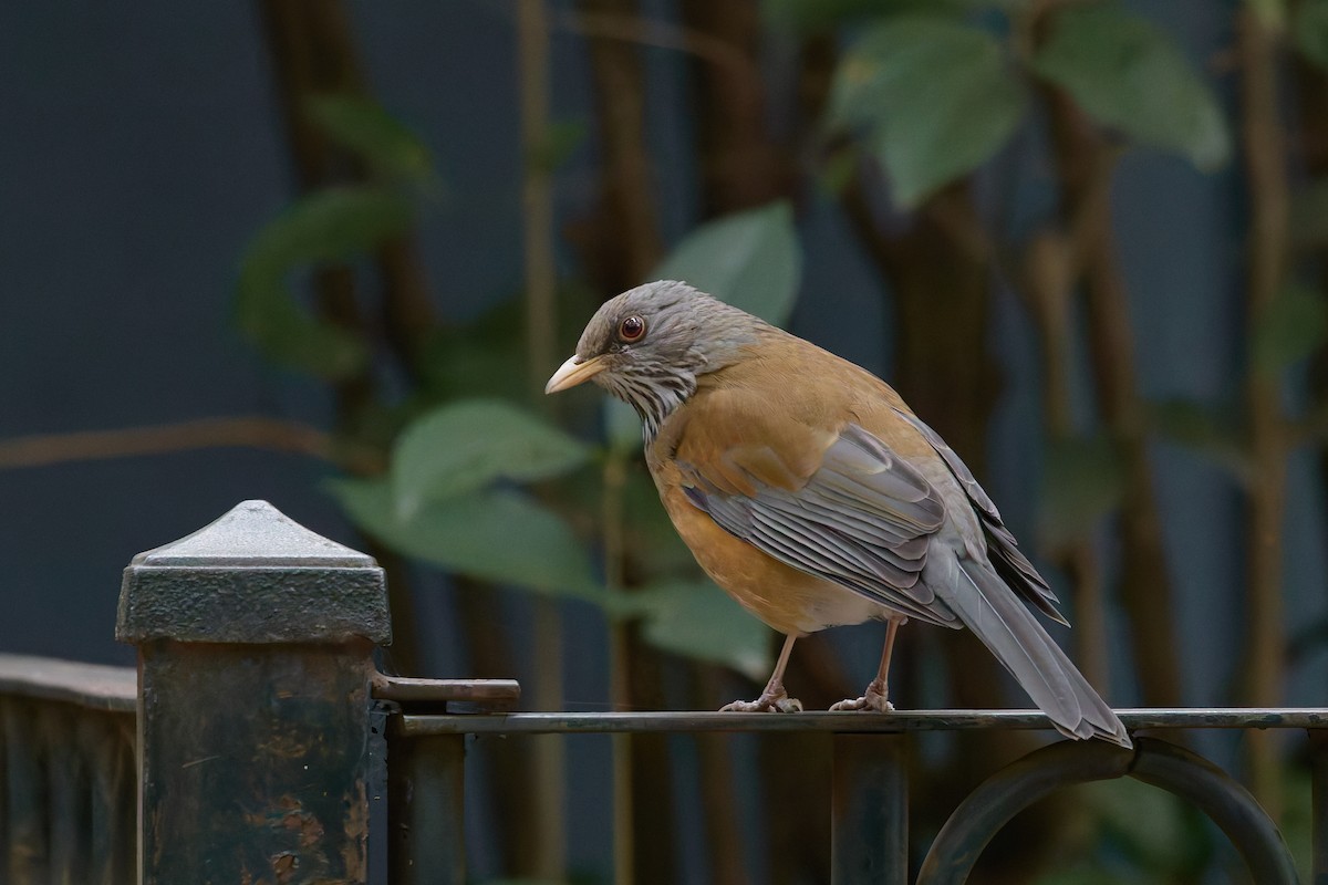 Meksika Ardıcı - ML645218597