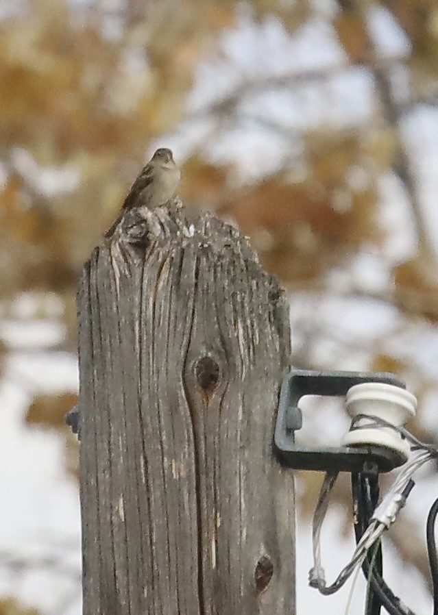 House Sparrow - ML645218602