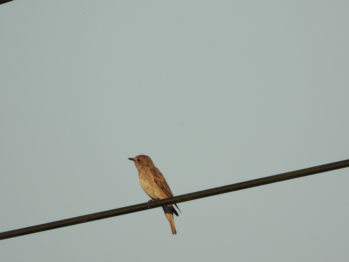 Spotted Flycatcher - ML645218603