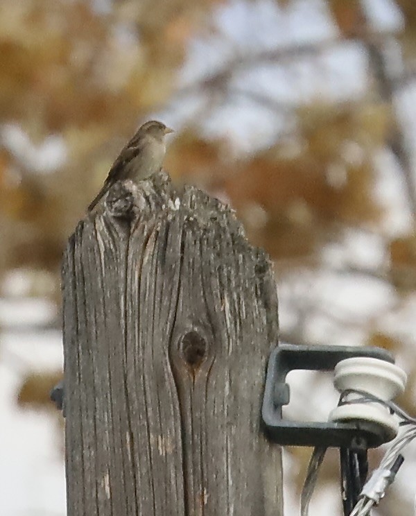 House Sparrow - ML645218605