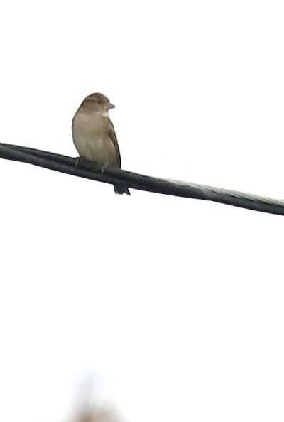 House Sparrow - ML645218609
