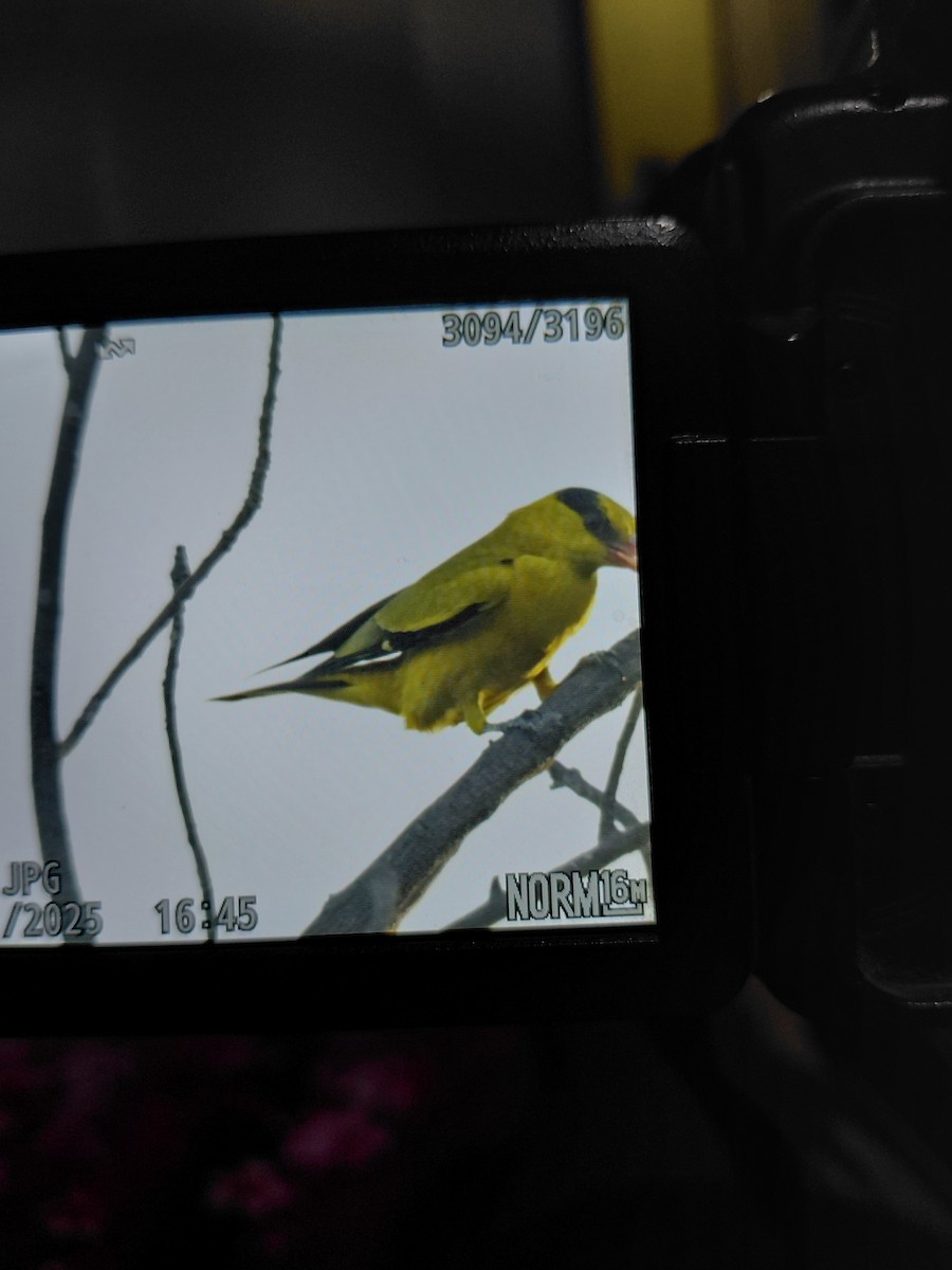 old world oriole sp. - ML645218612