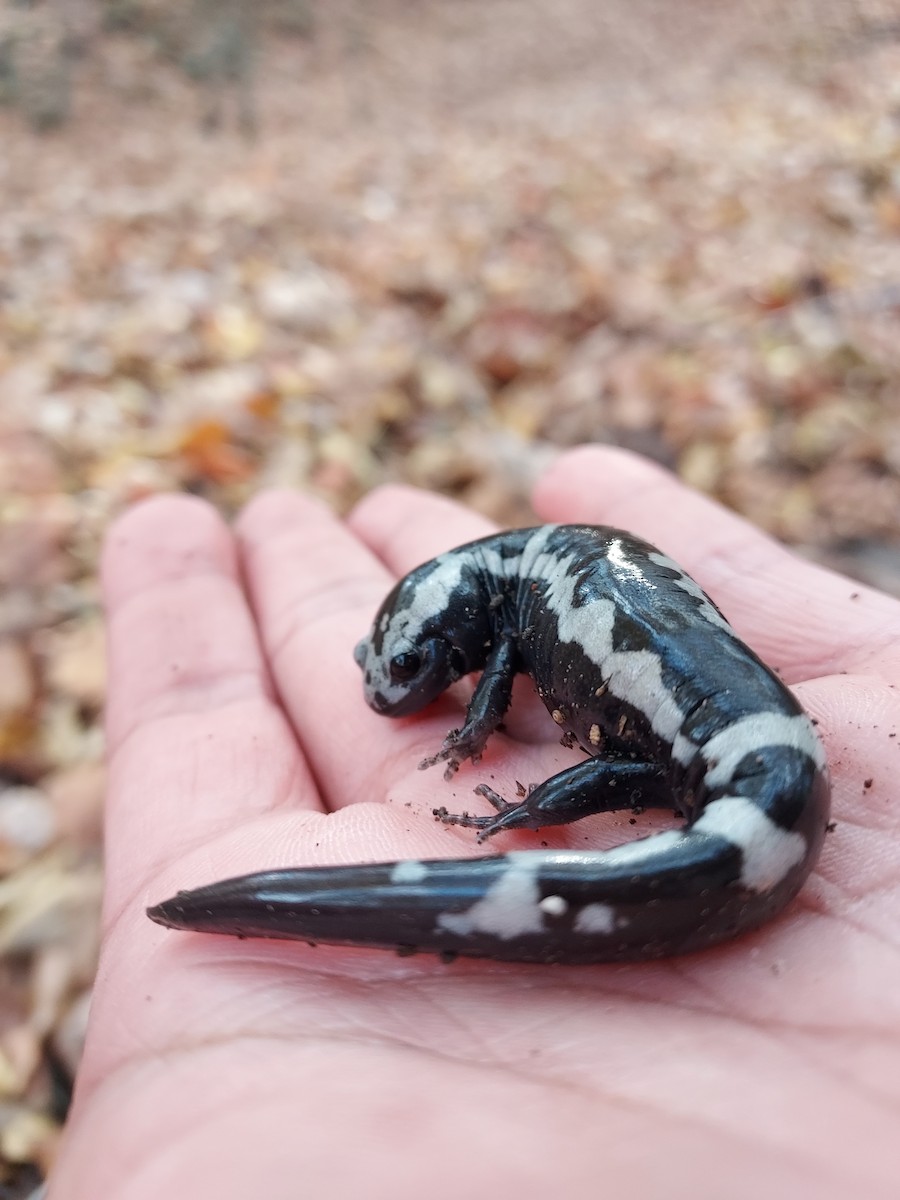 Marbled Salamander - ML645218614