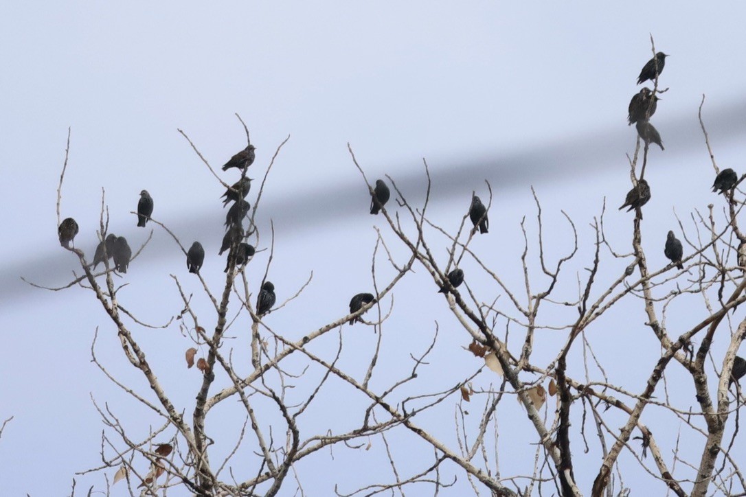 European Starling - ML645218615