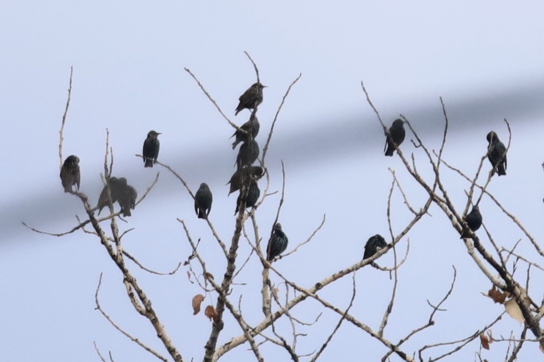 European Starling - ML645218616