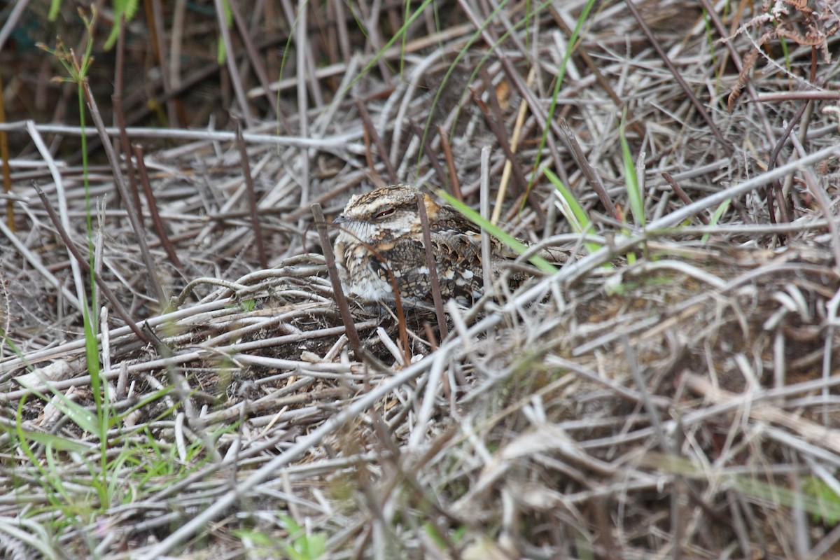 White-tailed Nightjar - ML645218623