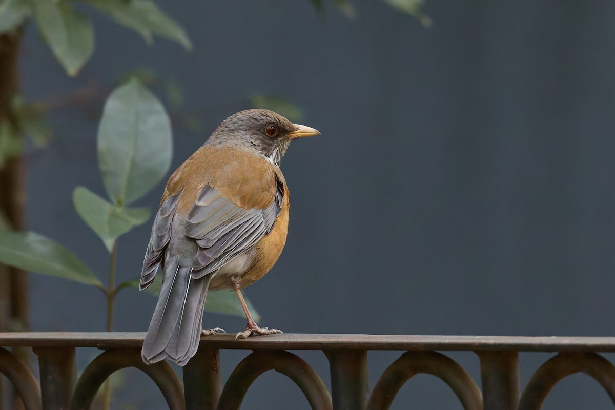 Meksika Ardıcı - ML645218627