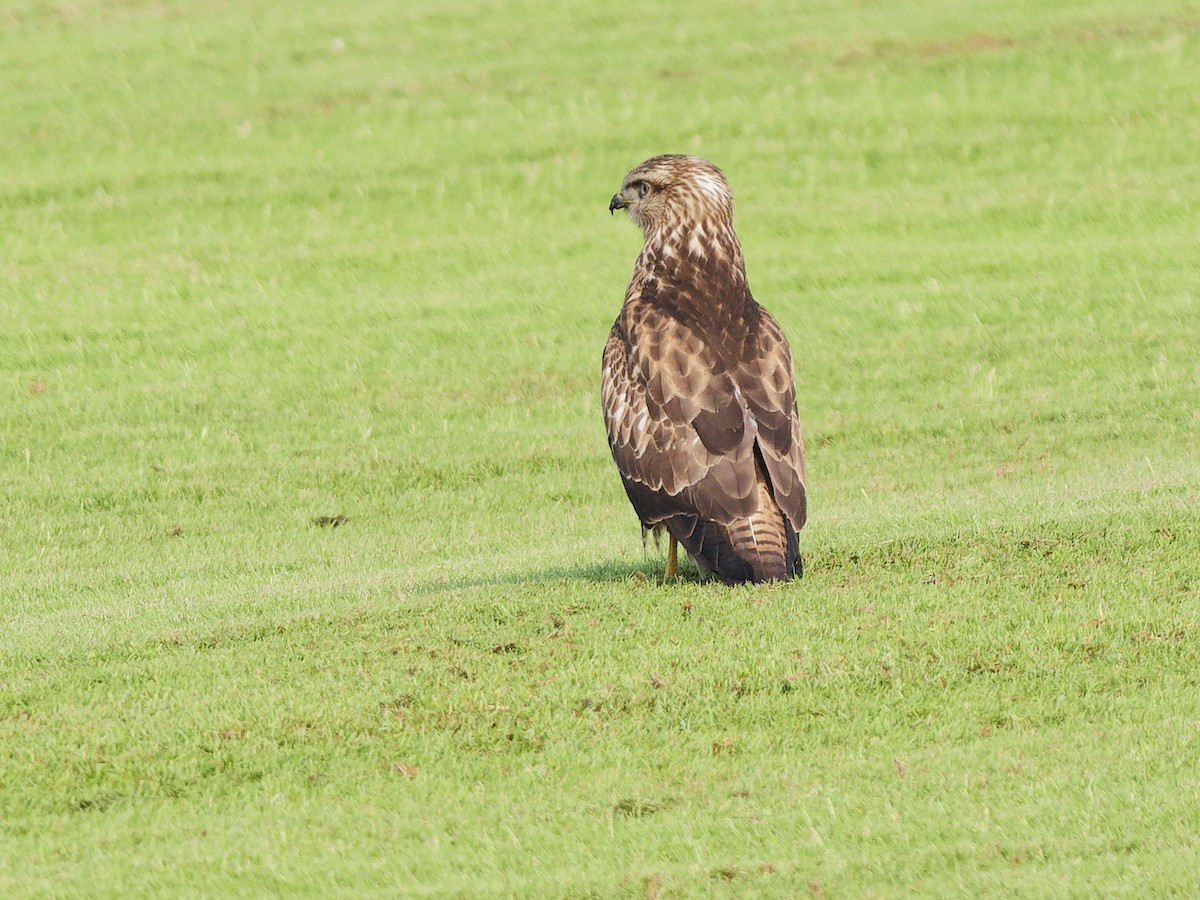 Common Buzzard (Steppe) - ML645218630