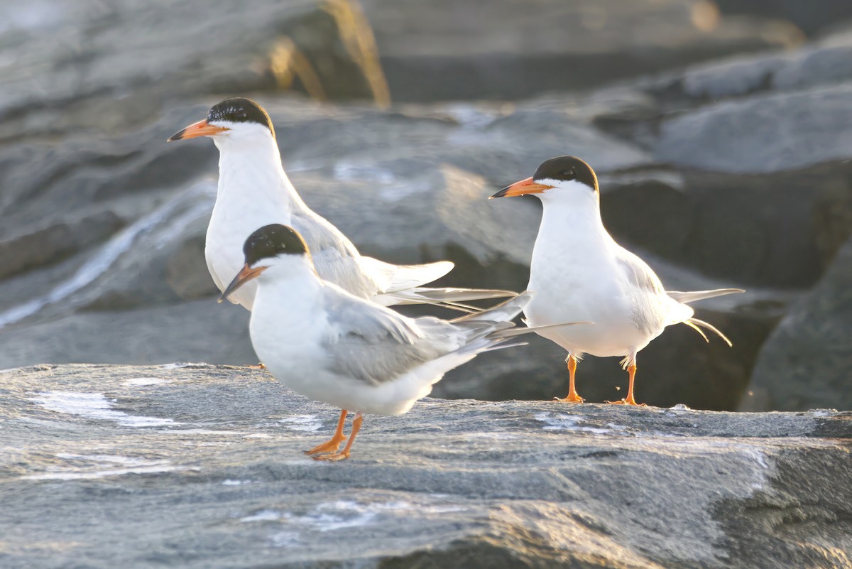 Forster's Tern - ML645218638