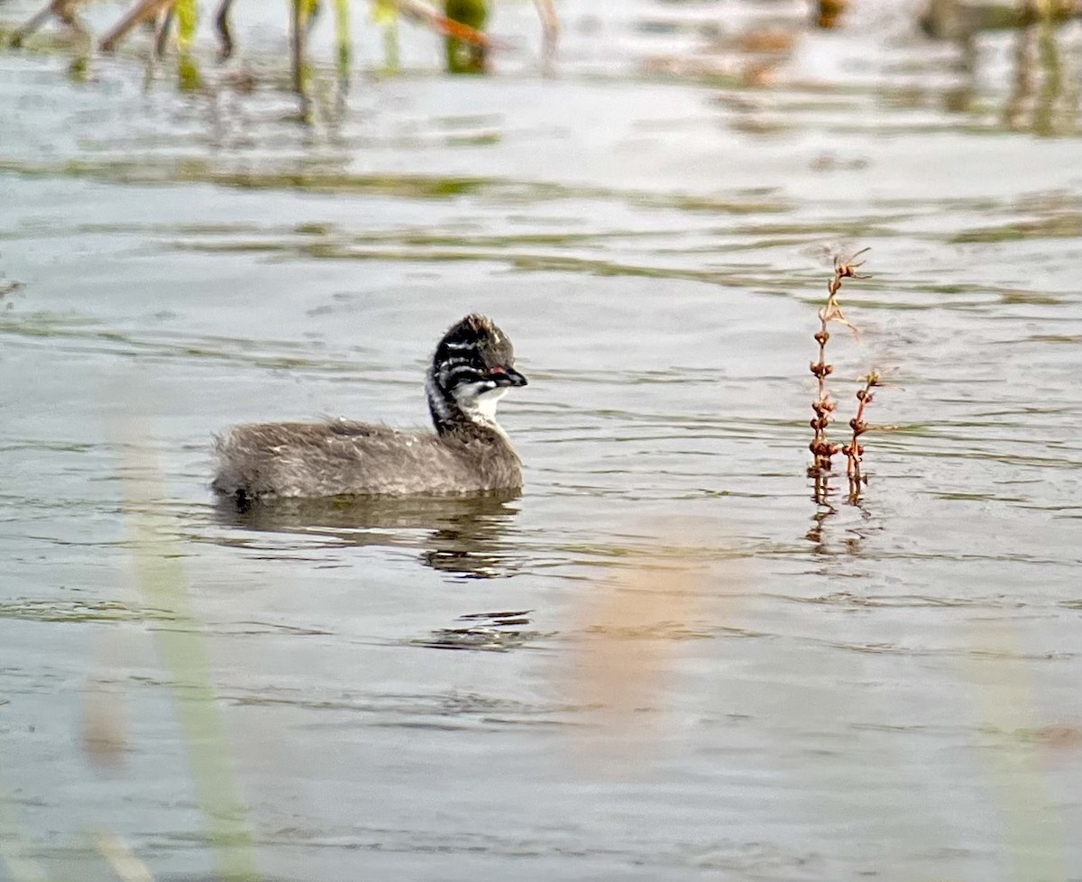 Amerika Küçük Batağanı - ML645218649