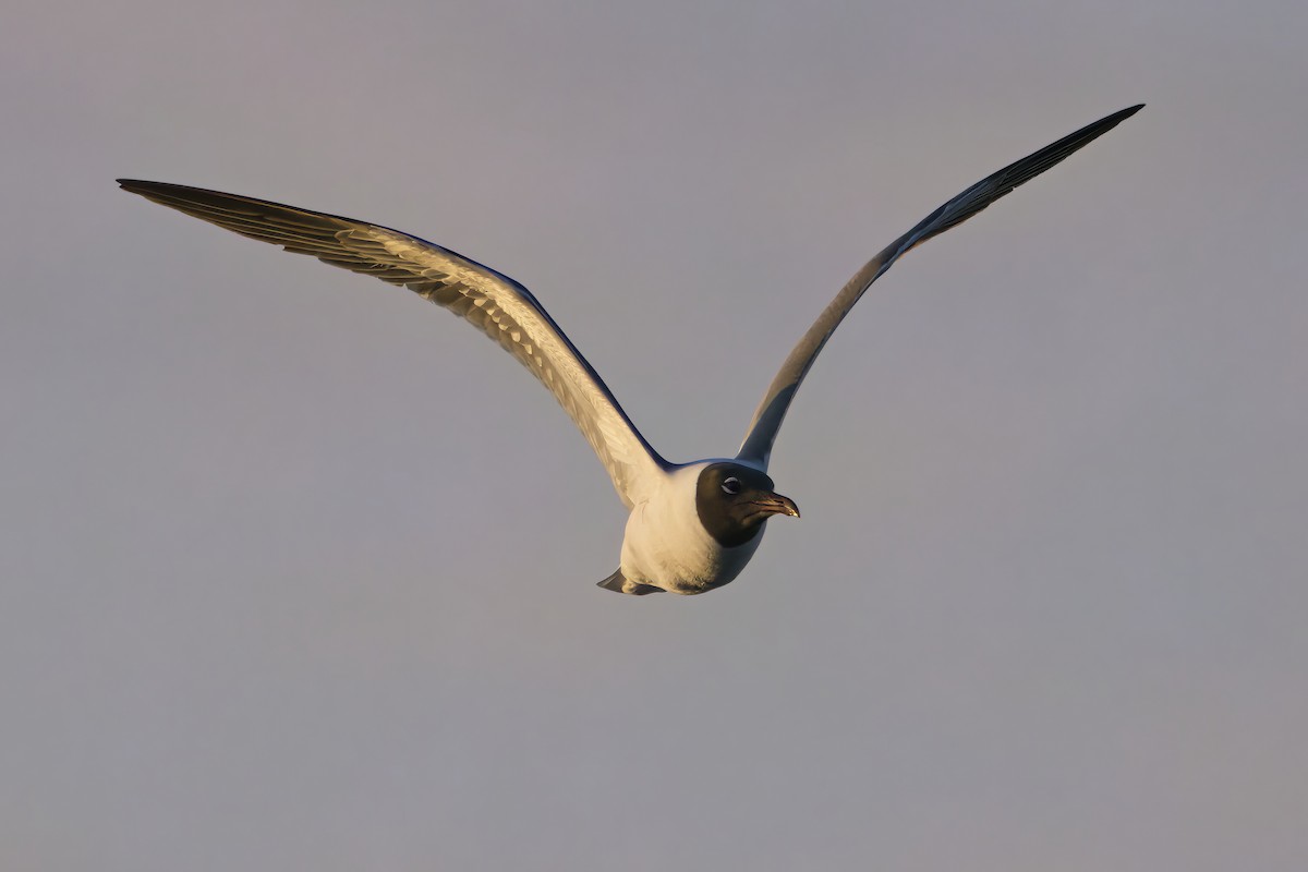 Ацтекская чайка - ML645218652