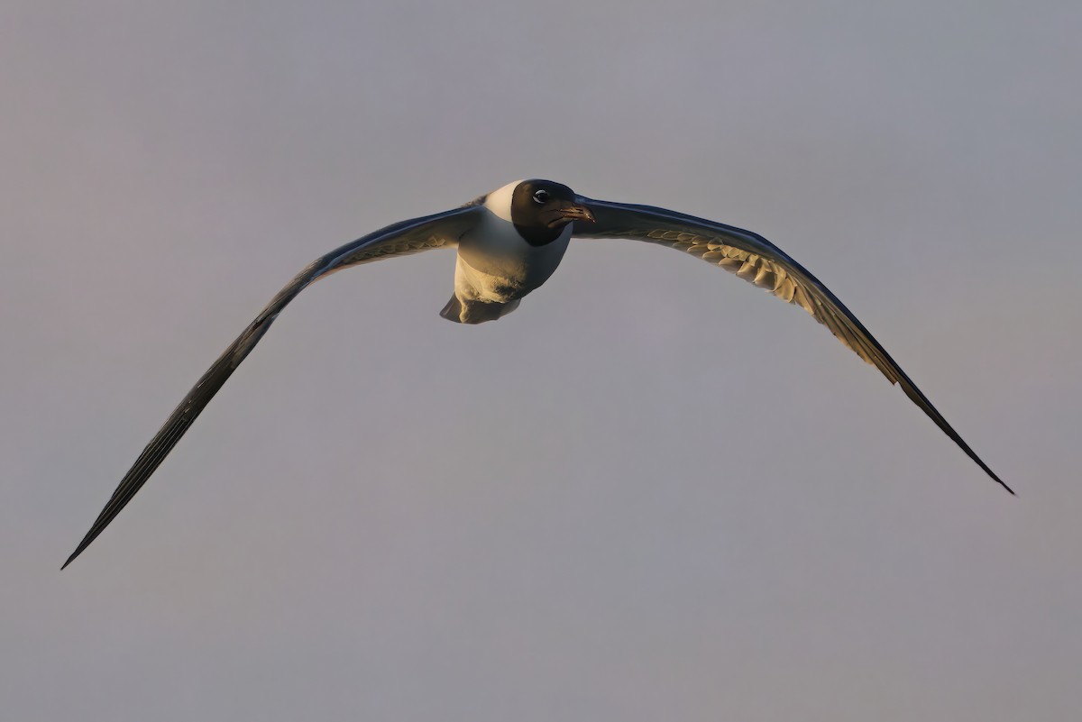 Ацтекская чайка - ML645218653