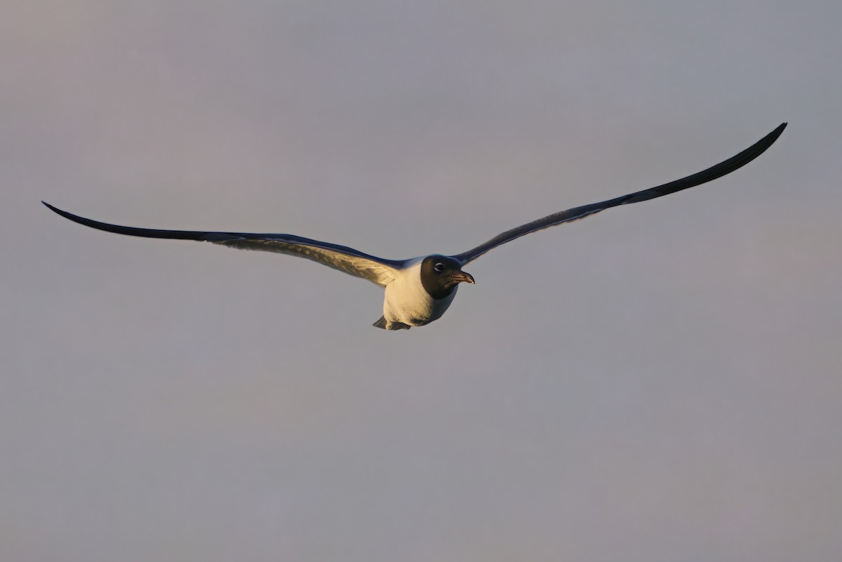 Ацтекская чайка - ML645218654