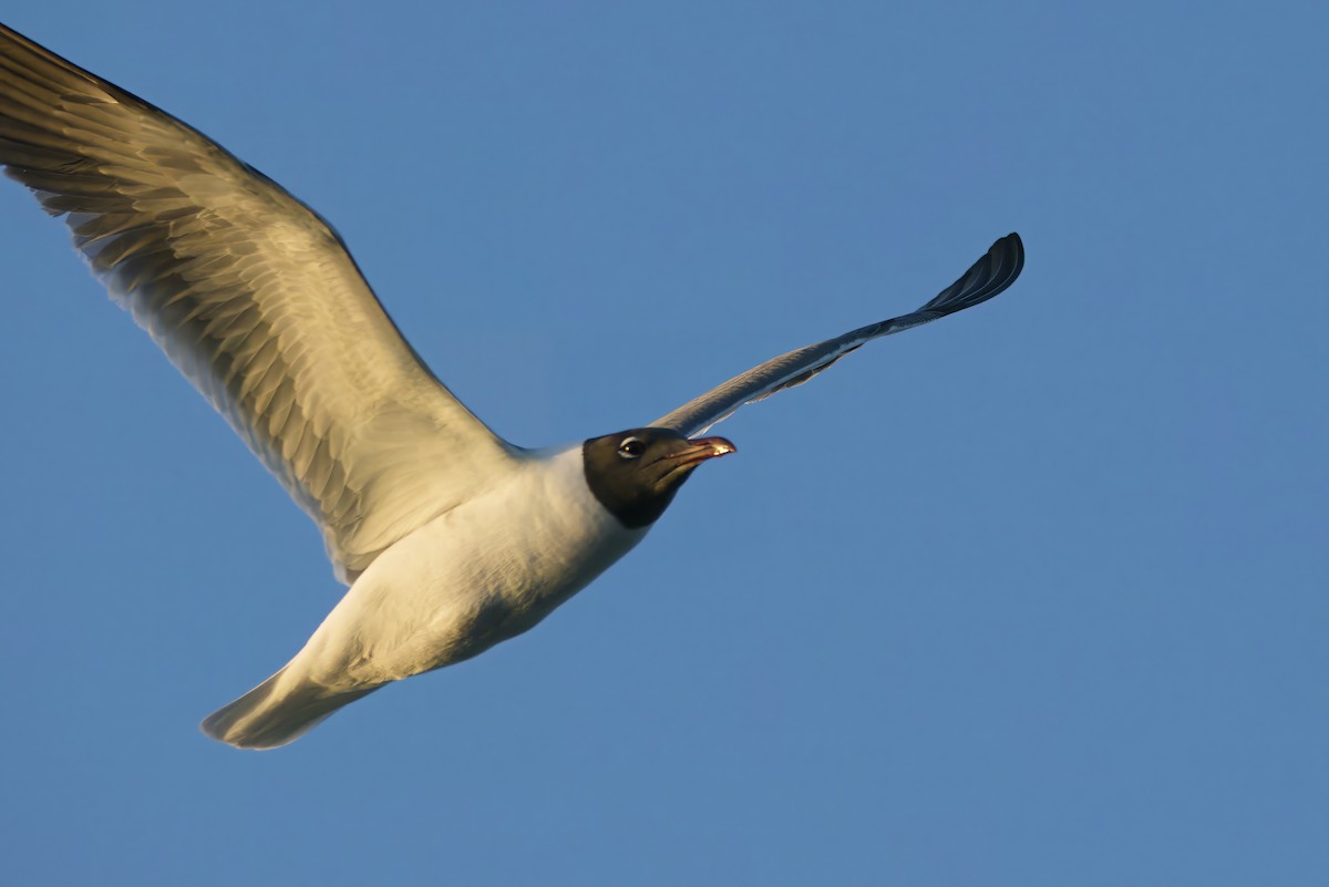 Ацтекская чайка - ML645218658